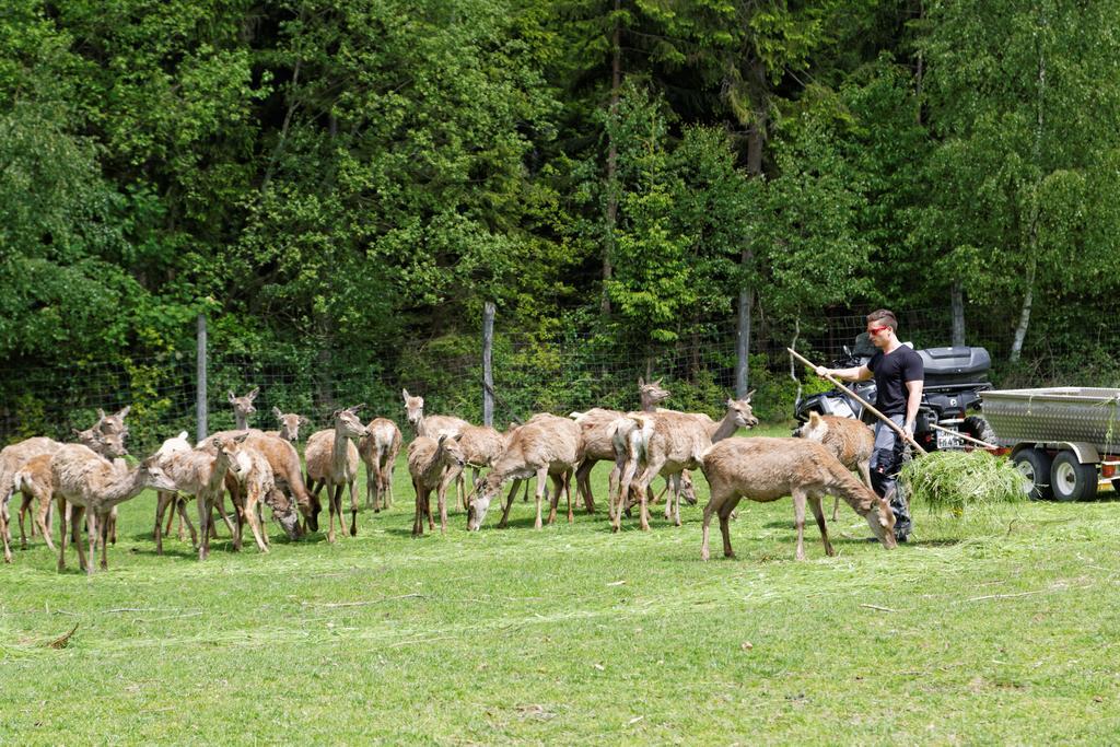 Osserhotel - B&B Am Osser Lohberg Dış mekan fotoğraf